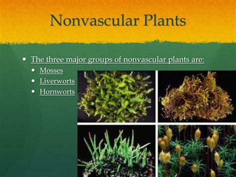 nonvascular medical.